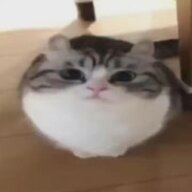 Fura_v_potoke