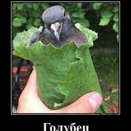 Komar_Bzz