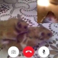 MrFeawox