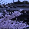neforkidmef