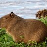 _xStrongCapybara